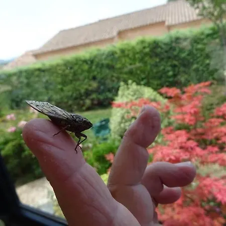 La Golondrina Avec Sa Piscine, Au Calme. Apartment Boisset-et-Gaujac